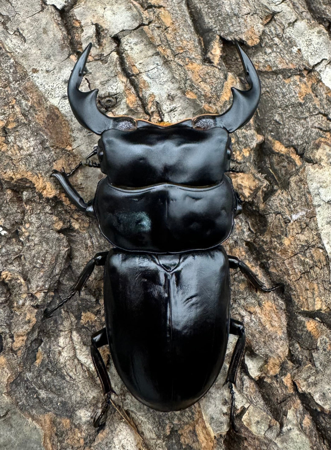 《インドアンタエウス タイガーヒル産 72mm ペア》