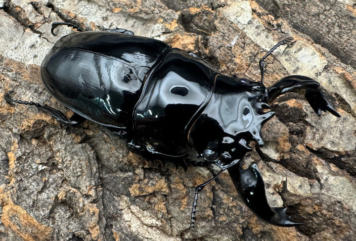 《タランドゥスオオツヤクワガタ 75mm ペア》
