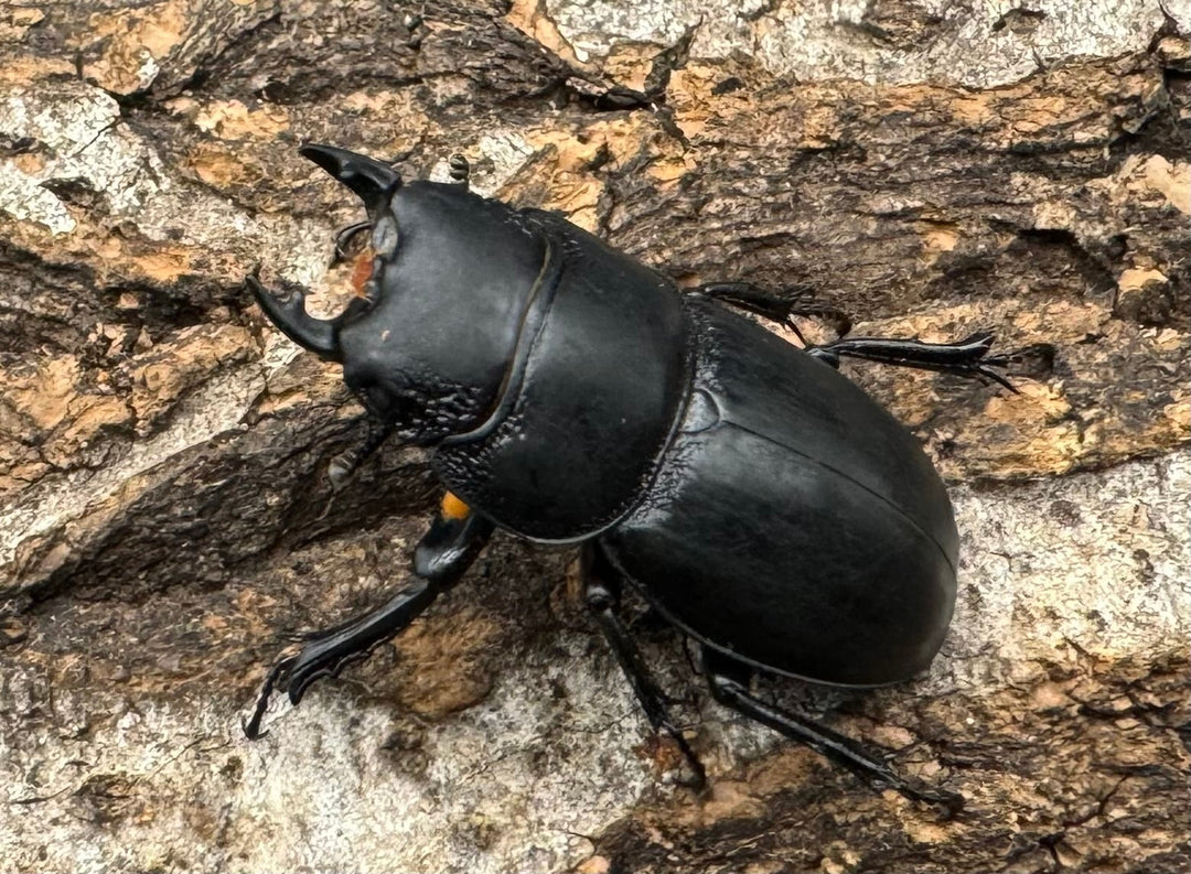 【WD】《ティアンムニセヒタラ 29.5mm ♂♀♀トリオ》