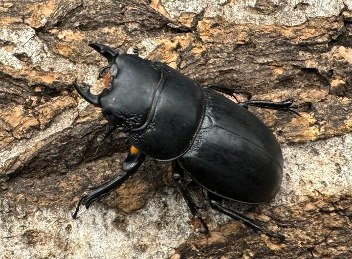 【WD】《ティアンムニセヒタラ 29.5mm ♂♀♀トリオ》