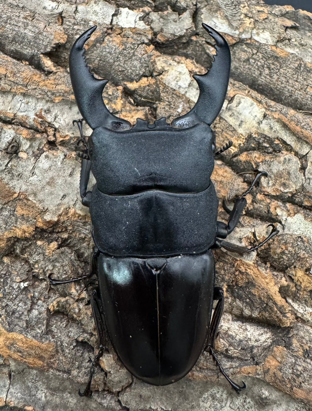 【WF1】即ブリ《マリンドッケヒラタ 88mm ペア》