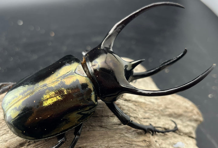 【WD】良型《ミンダナオアトラスオオカブト マラグサン産 96mm ペア》