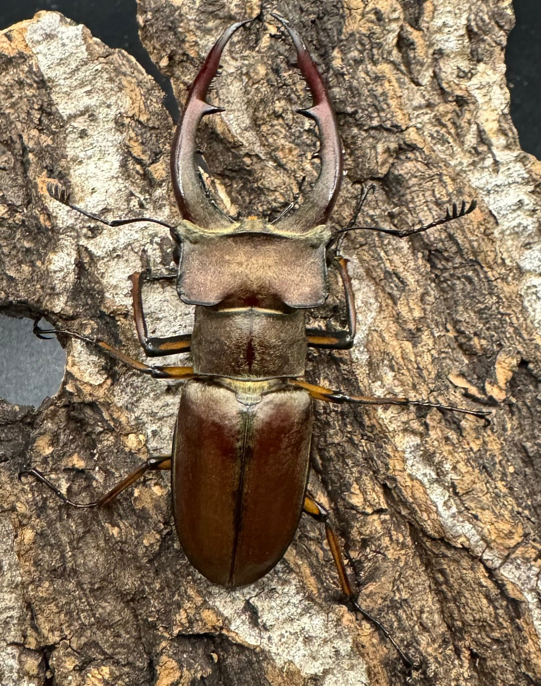 【WD】《ルックミヤマ 63mm ペア》