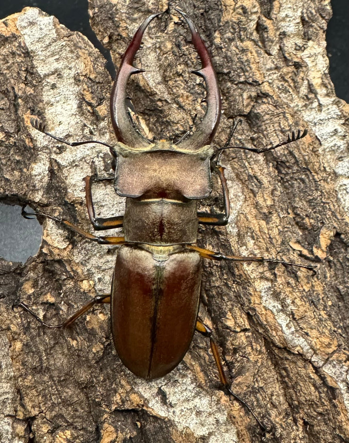 【WD】《ルックミヤマ 63mm ペア》