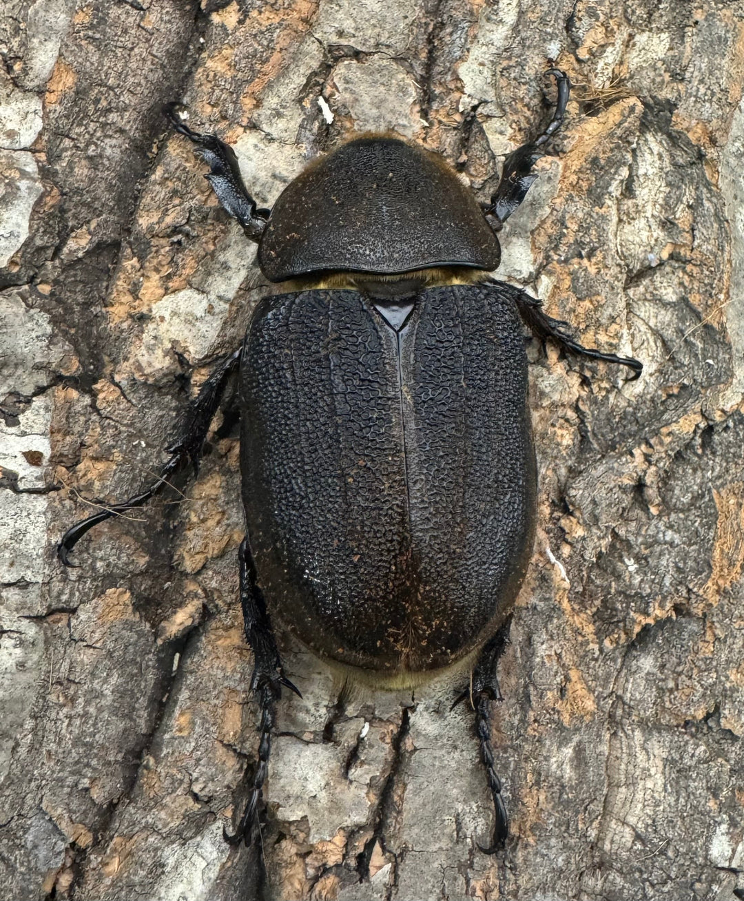 《ヘラクレス・ヘラクレス 146mm ペア》