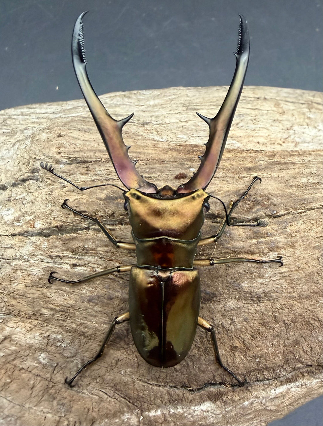 《メタリフェルホソアカ亜種サンギレンシス 70.5mm ペア》