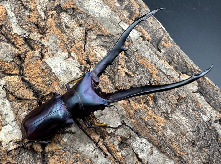 【美麗】《メタリフェルホソアカ 81mm ペア》わたくわ氏ブリード個体