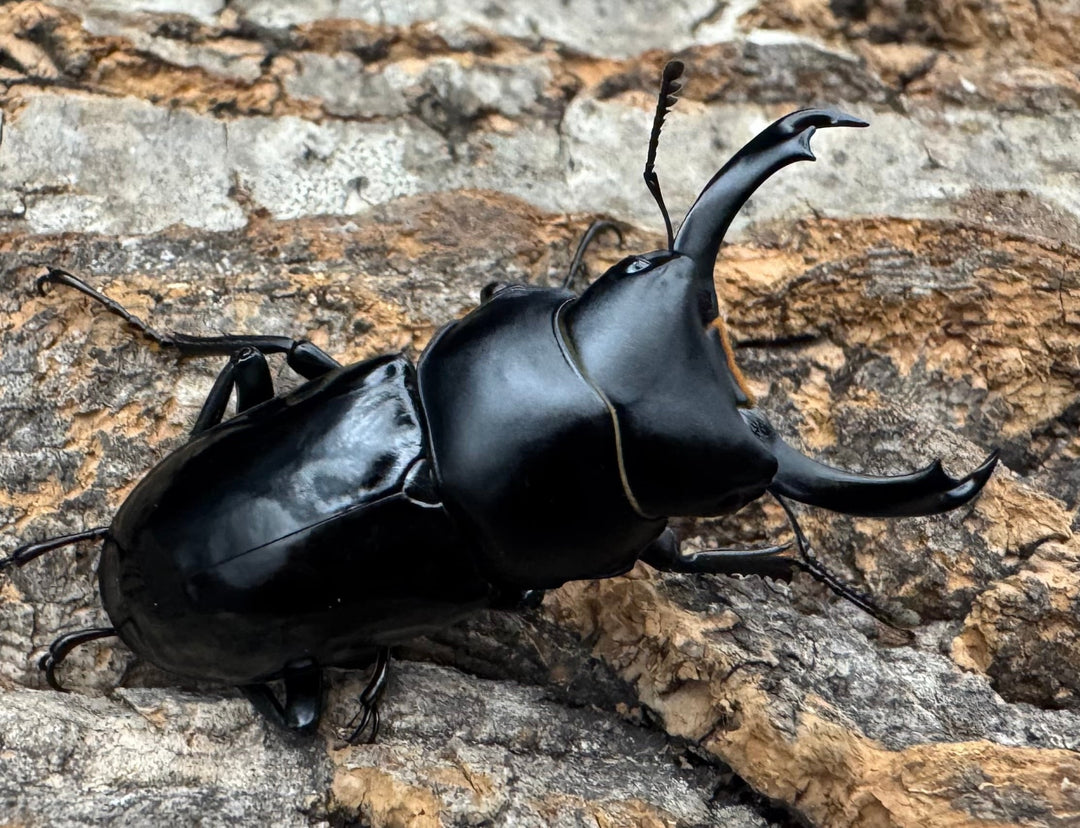 【WD】《セメノウコクワ 雅安産 39mm ペア》