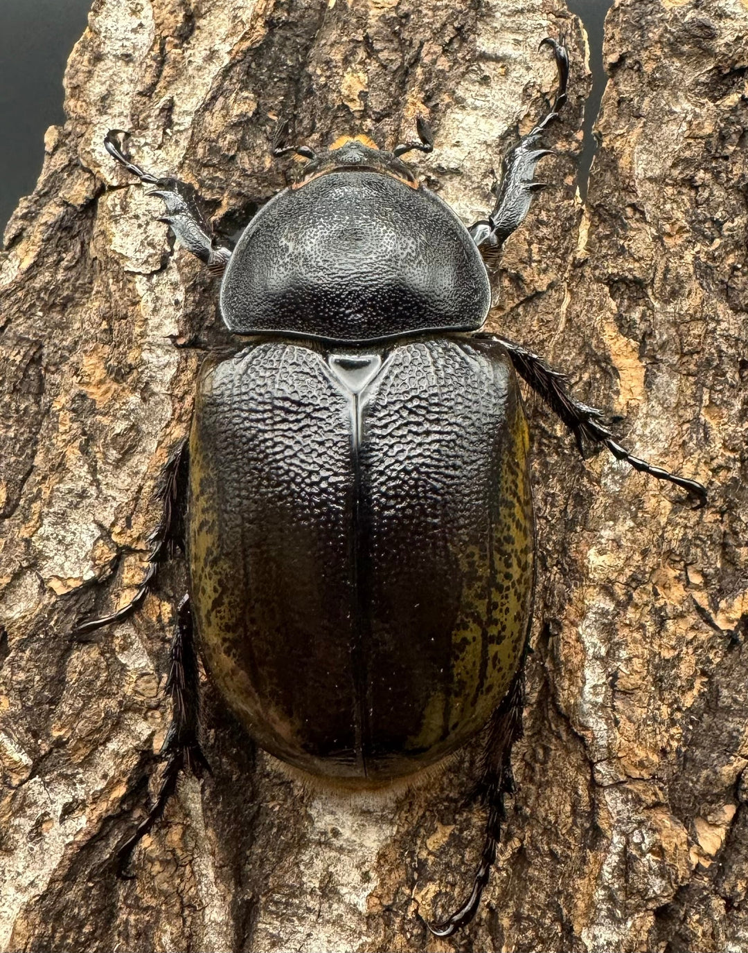 【WF2】《モロンオオカブト 69mm ペア》