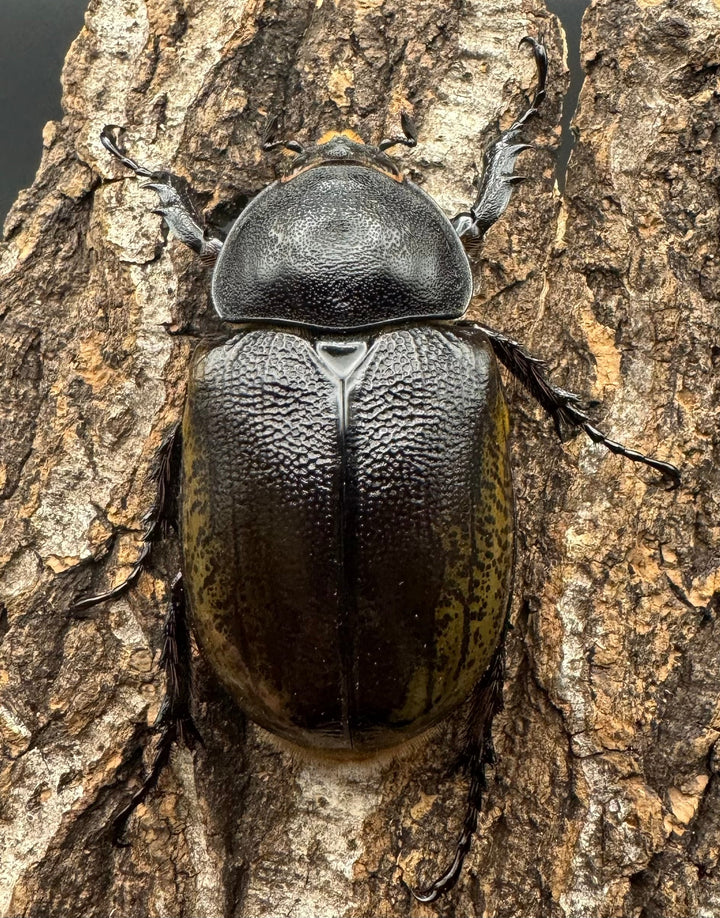 【WF2】《モロンオオカブト 69mm ペア》