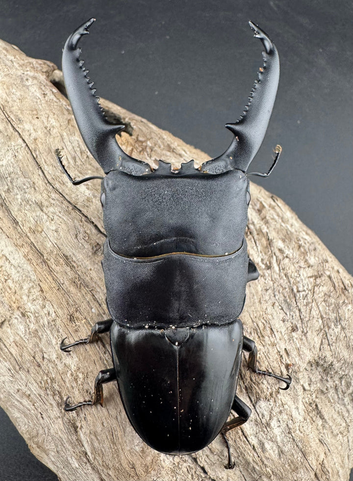 【WD】良型《パラワンオオヒラタ バタラザ産 99.5mm ペア》