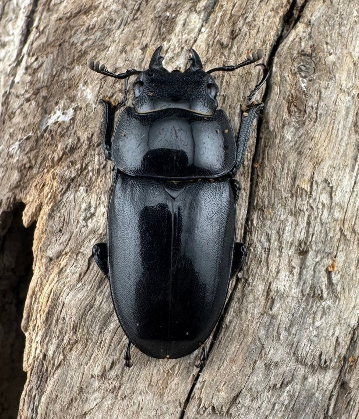 【WD】《フォルフィクラノコギリ原名亜種（マルバネノコギリ） 貴州省産 70mm ♂♀♀トリオ》