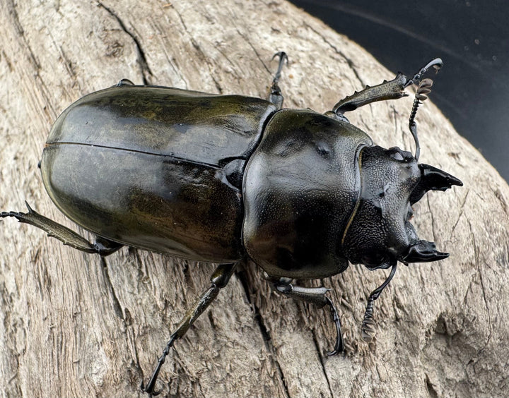 【F0】《ローゼンベルグオウゴンオニクワガタ 52.8mm ♀単》