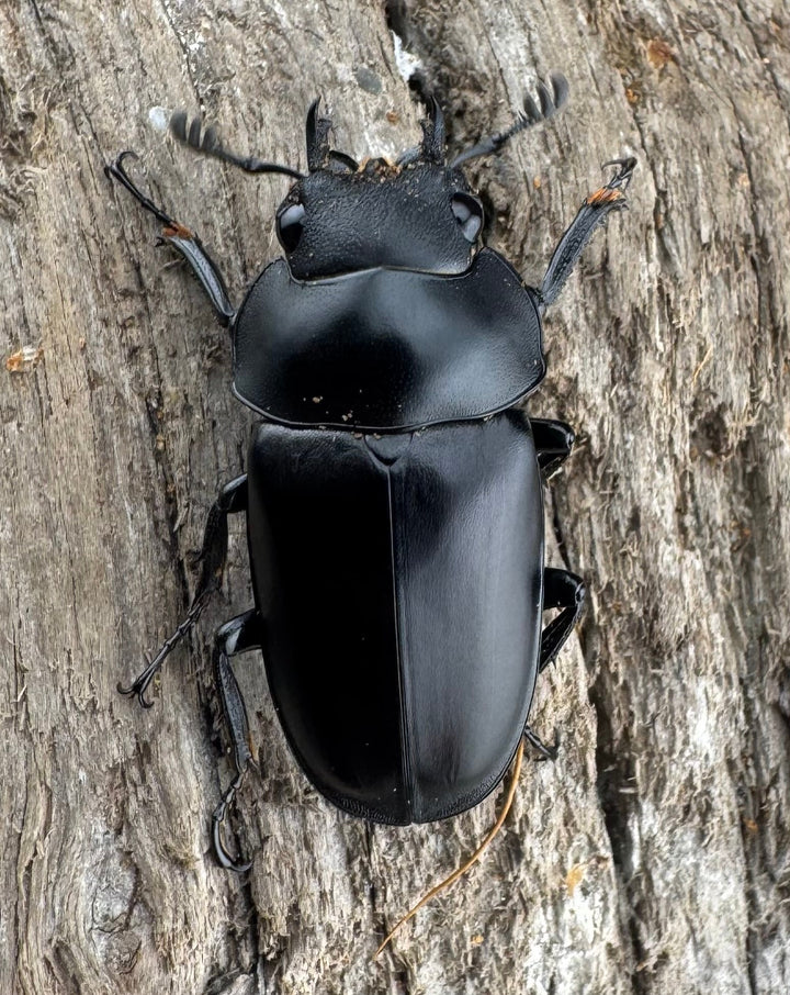 【WD】《ポレクトゥスノコギリクワガタ 51mm ♂♀♀トリオ》