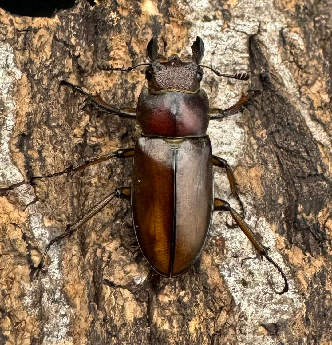 【WD】《フォルモサスミヤマクワガタ 52mm ペア》