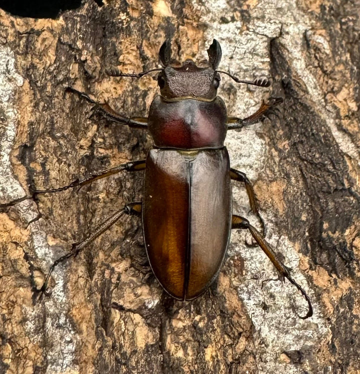 【WD】《フォルモサスミヤマクワガタ 52mm ペア》