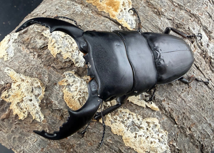 【WD】《スマトラオオヒラタ パダン産 85mm ペア》