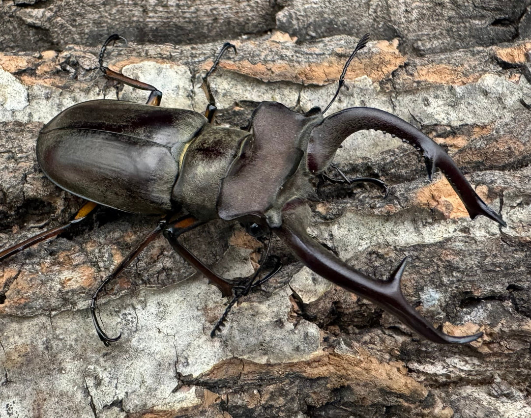 【WD】大型《クラーツミヤマ原名亜種 64mm ペア》