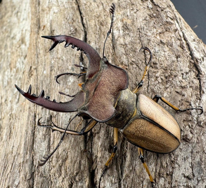 【WD】《デラバイミヤマクワガタ 43.5mm ペア》