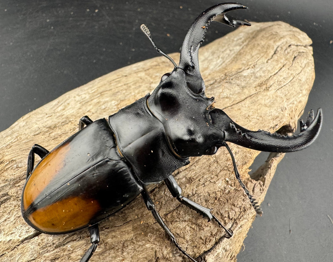 【WD】《セアカフタマタ（パリーフタマタ） 87mm ペア》