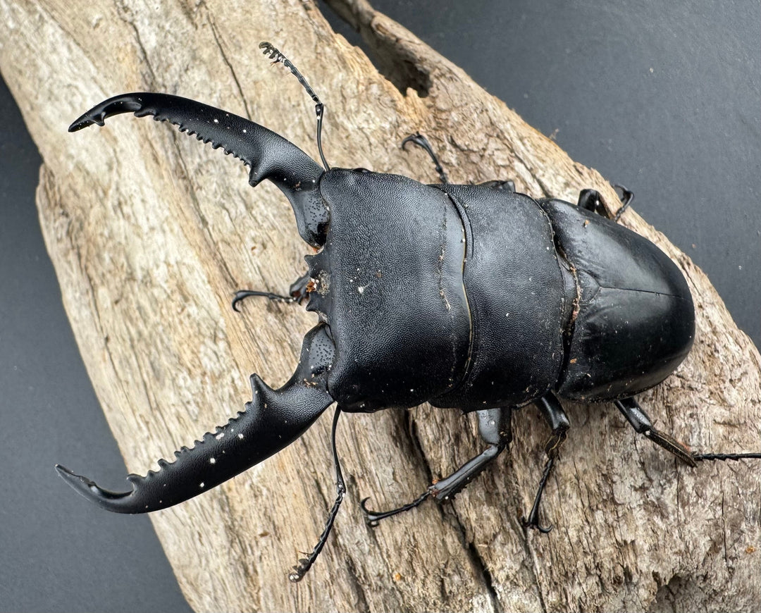 【WD】《パラワンオオヒラタ 87mm ペア》