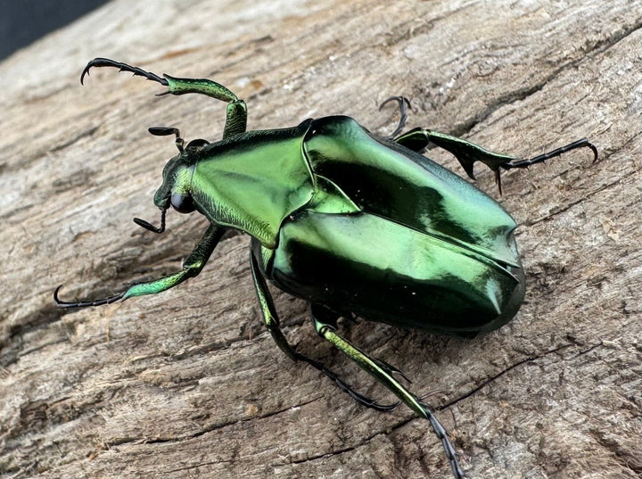 《ルソントゲアシハナムグリ Free ペア》