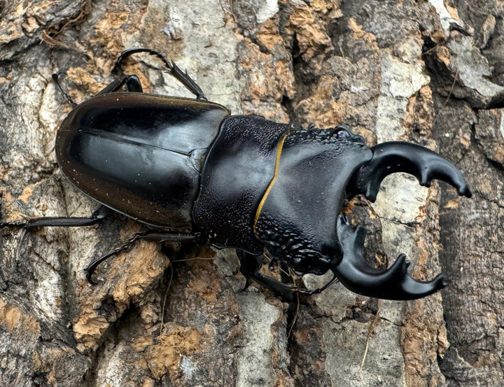 【WD】《ルマウィノコギリ  55.5mm ペア》