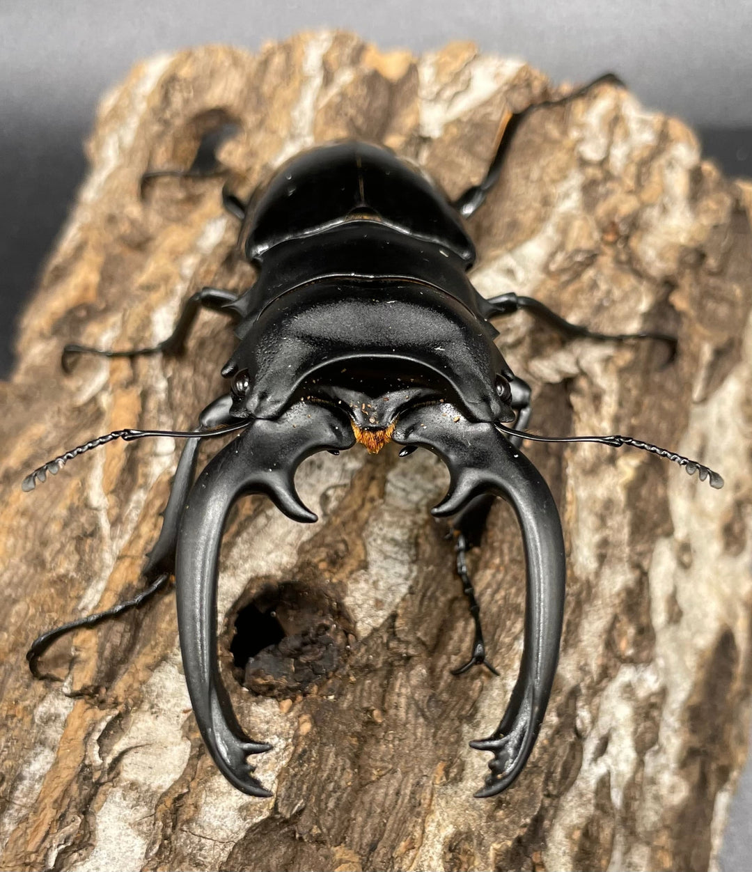 【WD】大型大歯《インターメディアツヤクワガタ 90mmUP ペア》