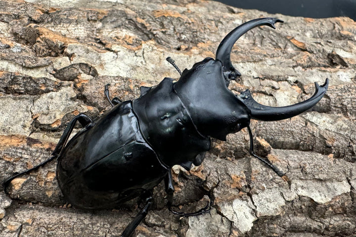 【WD】《ダールマンツヤクワガタ亜種celebensis 80mm ペア》