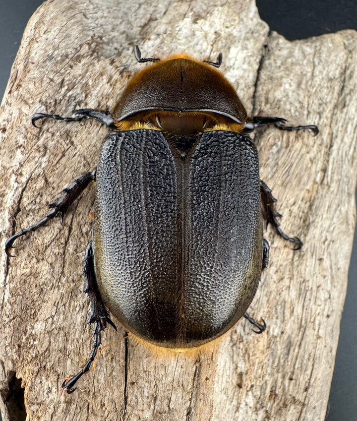 即ブリ《ヘラクレス・ヘラクレス 優良血統 139mm ペア》