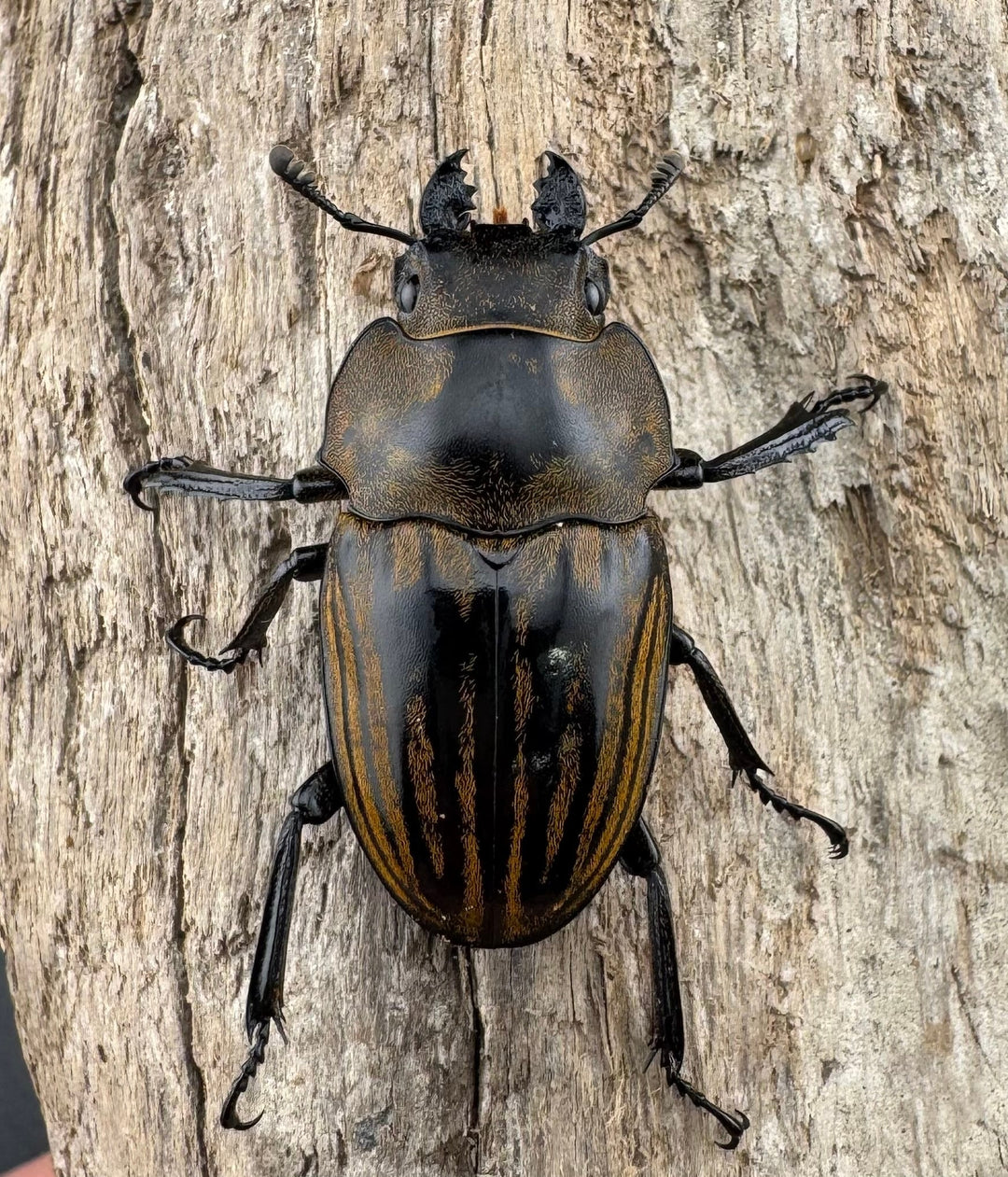 【WD】《ストリアータツヤクワガタ 48.5mm ペア》