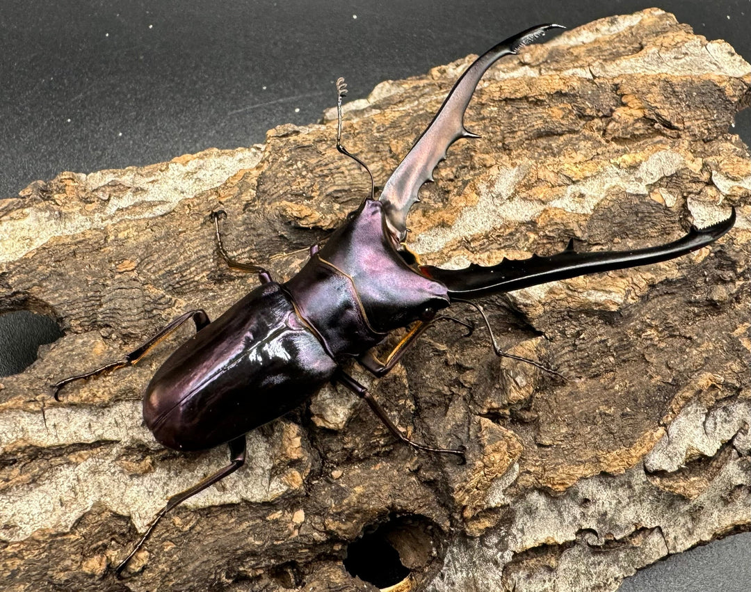 【美麗】《メタリフェルホソアカ 77mm ペア》わたくわ氏ブリード個体