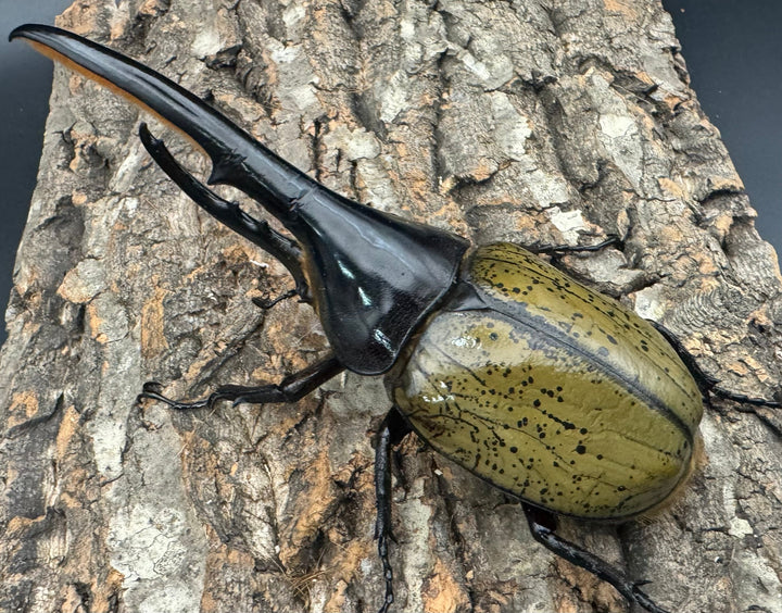 《ヘラクレス・ヘラクレス 145mm ペア》