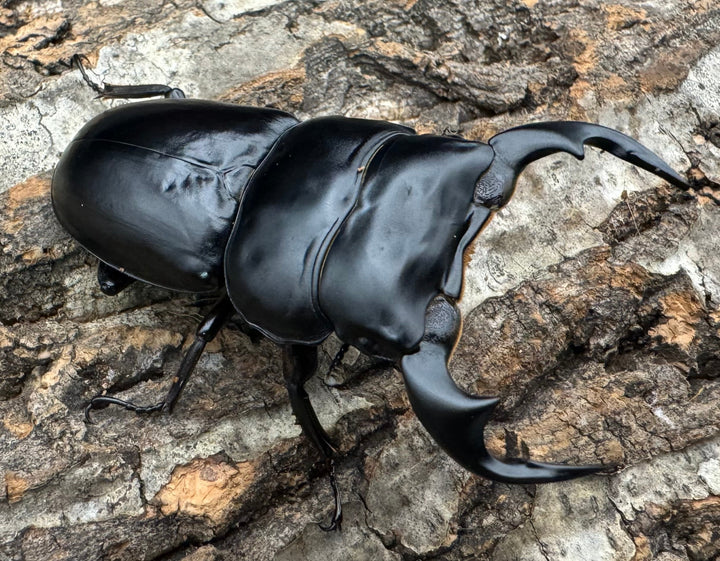 《インドアンタエウス タイガーヒル産 70mm ペア》