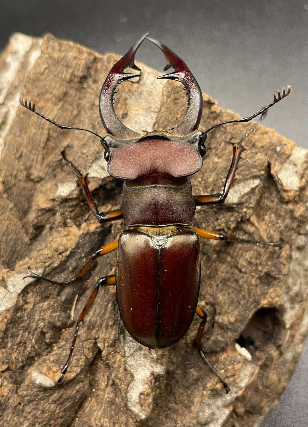 【WD】2018新種記載《ジュシャンミヤマ 60mm ペア A’品》