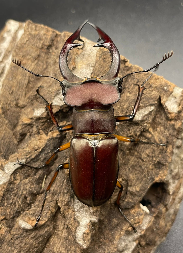 【WD】2018新種記載《ジュシャンミヤマ 60mm ペア A’品》