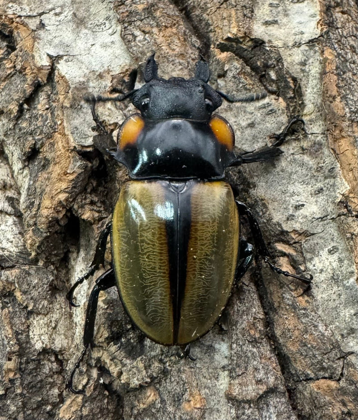 【WD】《ラコダールツヤクワガタ 76mm ペア》