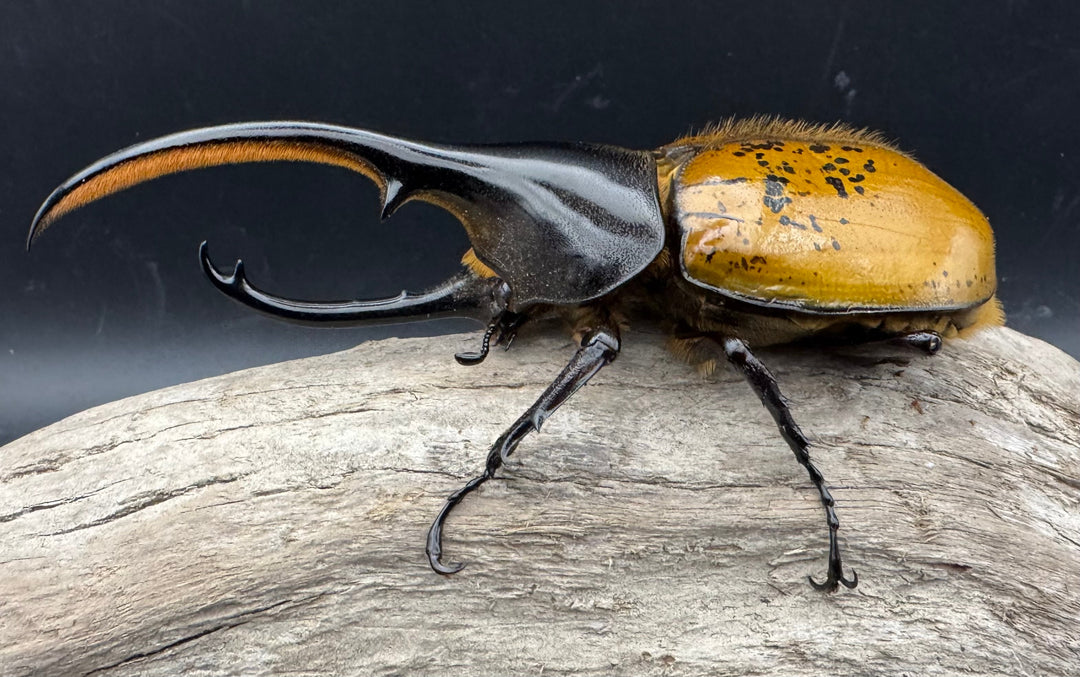 《 ヘラクレス・エクアトリアヌス 煌血統 128mm B品ペア》inohiro109氏ブリード個体