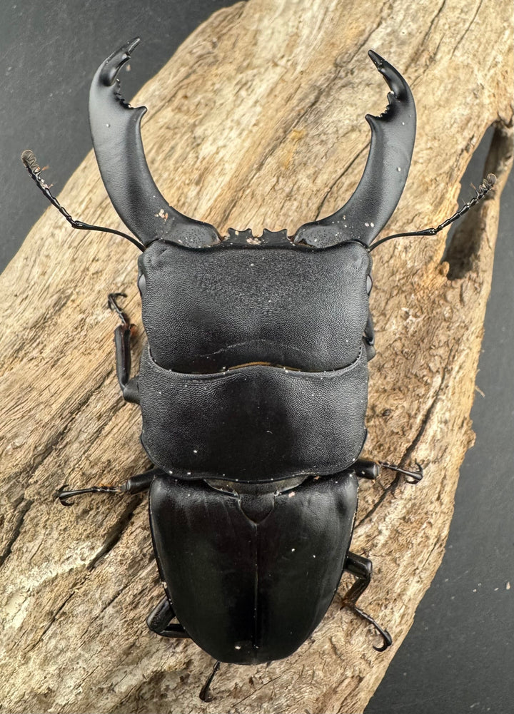 【WD】《西ペレンヒラタ（スラウェシオオヒラタ） 94mm ペア》