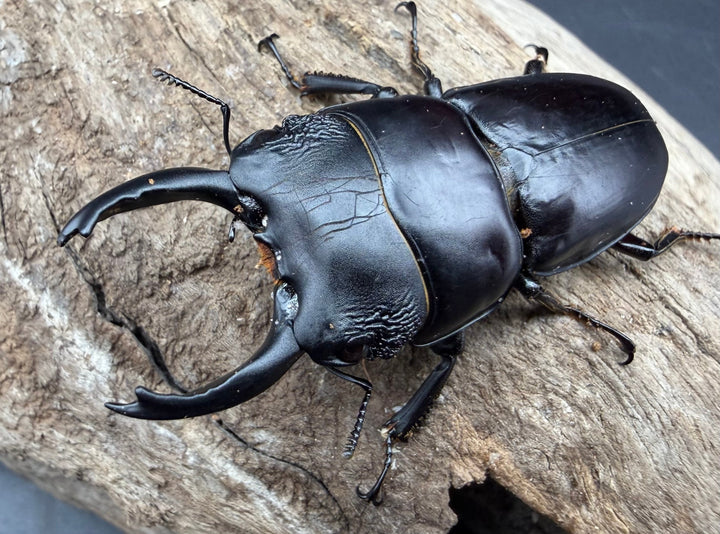 【WD】長歯《パプアヒラタクワガタ 52.5mm ペア》