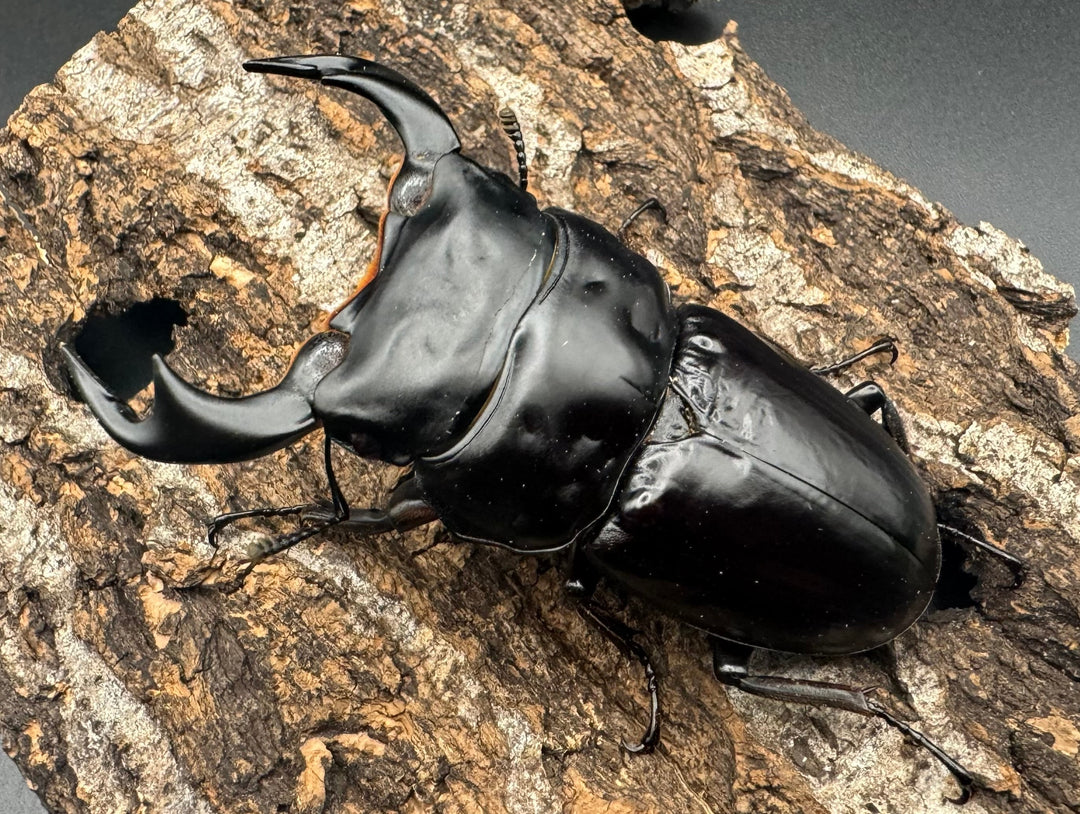 《インドアンタエウスオオクワ 74mm ペア》