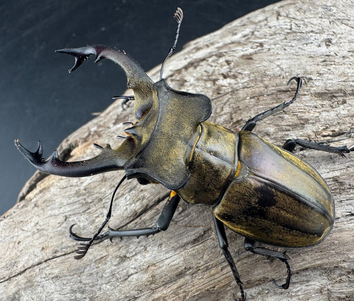 【WD】《セリケウスミヤマ ssp. 61mm ペア》