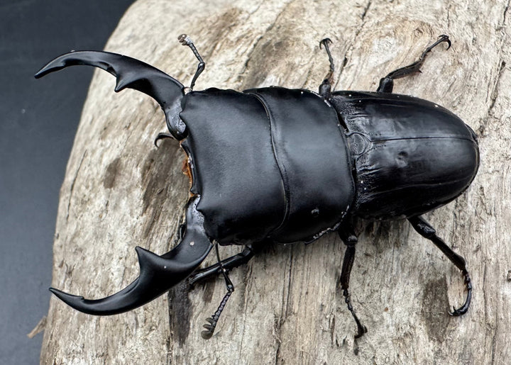 【WD】《パリーオオクワ パロロ パル産 64mm ペア》