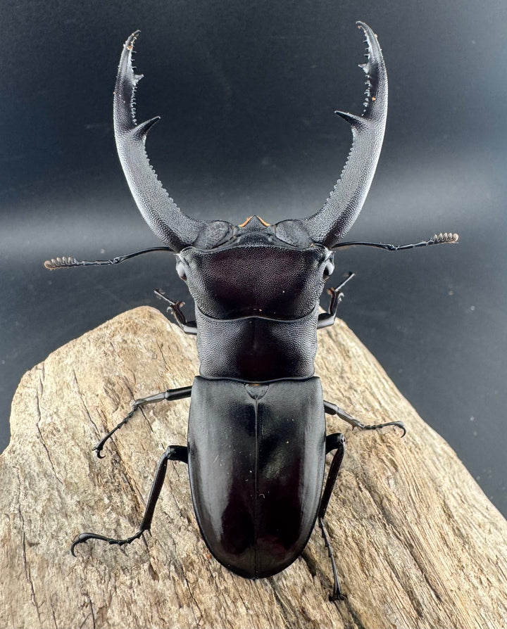 【WD】《マンディブラリスフタマタ 89.5mm ペア》