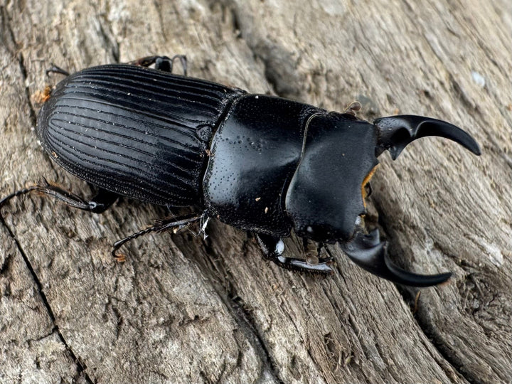 【WD】《ラエビコリスネブトクワガタ 20.5mm ペア》