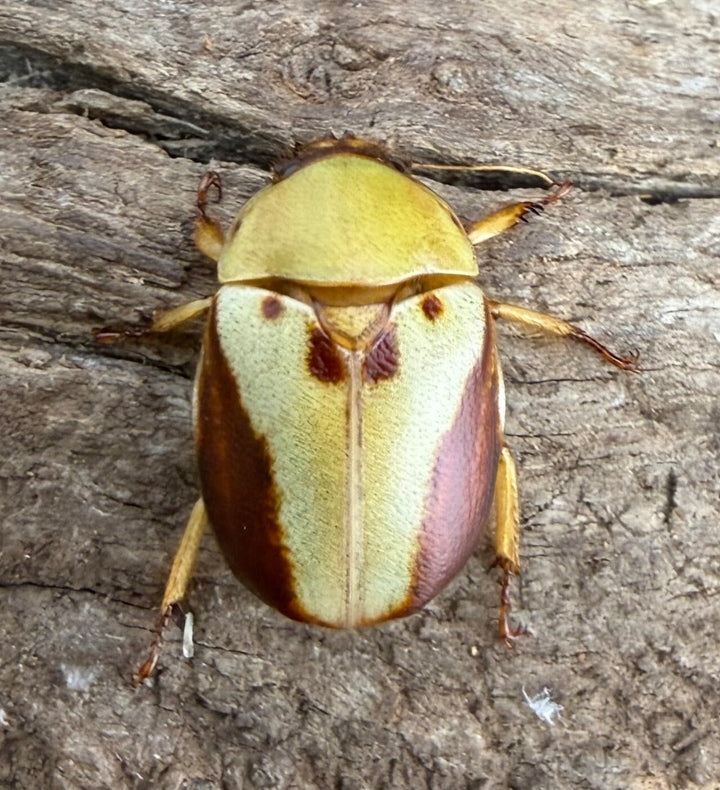 《カツラクワガタコガネ 20mm ♂♀♀トリオ》