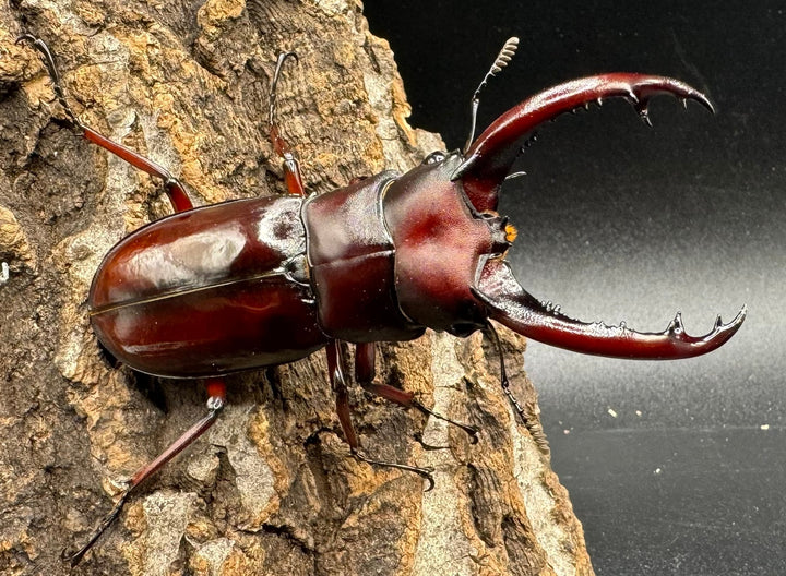 《フォルスターフタマタ亜種ニシ 紅系累代 72mm ペア》inohiro109氏ブリード個体