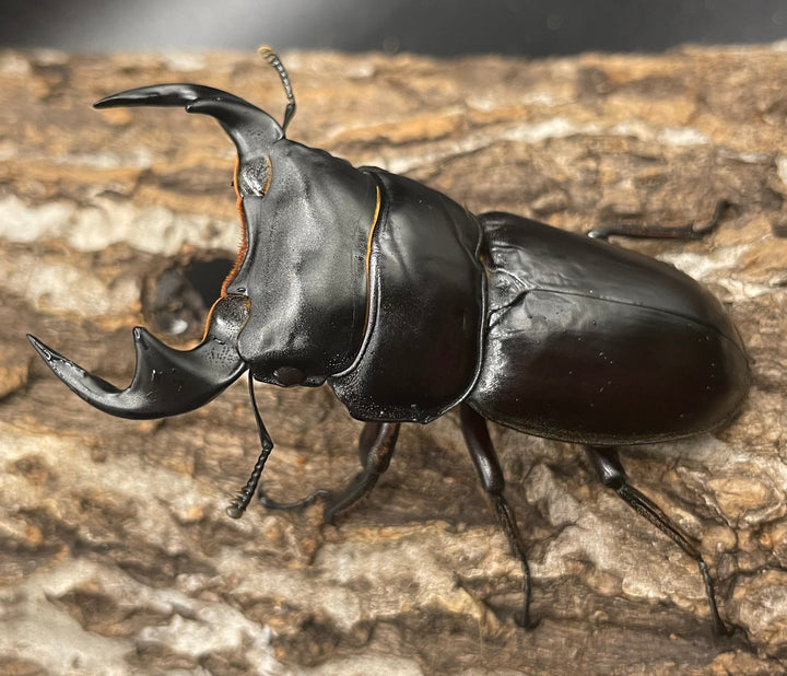 極太系《マレーアンタエウスオオクワ 67mm ペア》