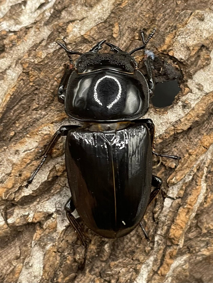 《インドグランディス亜種moriyai Garda95.0血統 80mm ♂♀♀トリオ