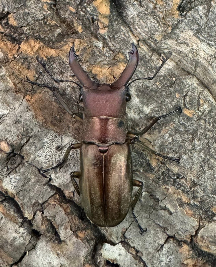 【WD】《クプレオニテンスホソアカクワガタ 34mm ペア》